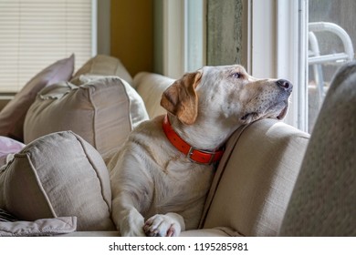 Sad, Lonely & Bored Yellow Lab Dog Was Laying On The Couch Waiting For The Owner