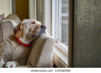 Sad, Lonely & Bored Yellow Lab Dog Was Laying On The Couch Waiting For The Owner