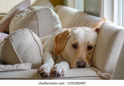 Sad, Lonely & Bored Yellow Lab Dog Was Laying On The Couch Waiting For The Owner