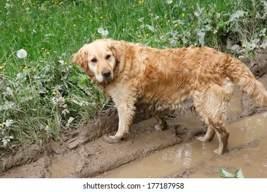 Sad lonely dog on mud road in rain