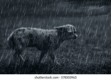 Sad Lonely Dog In The Rain