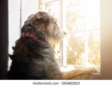 Sad Lonely Dog With Separation Anxiety Looking Out A Window For Owners To Return Home