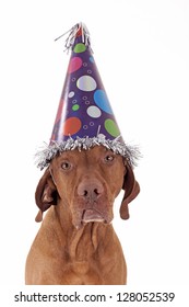 Sad Lonely Golden Dog With Party Hat On White Background