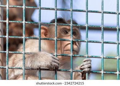 Sad lonely monkey looking through the cage. High quality photo. - Powered by Shutterstock