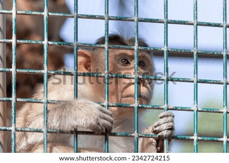 Sad lonely monkey looking through the cage. High quality photo.