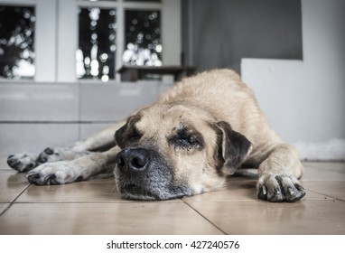 Sad Lonely Old Brown Dog Sleep In Front Of The House