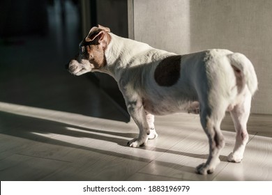 Sad And Lonely Pet Dog Looks To Door And Wait For Meet With Owner. Animal Care Concept.