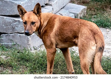 Sad Lonely Red Dog Is Standing Near The Road