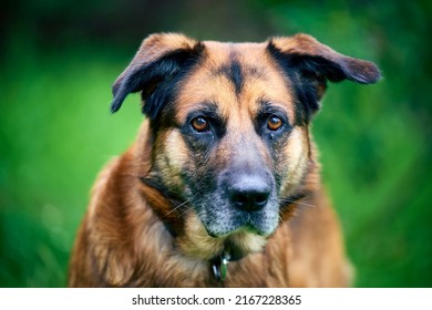 Sad and lonely senior dog looking at camera - Shutterstock ID 2167228365