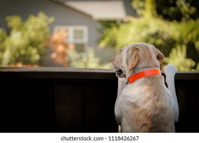 Sad, Lonely Yellow Labrador Retriever Dog Was Looking For The Owner To Come Home. 