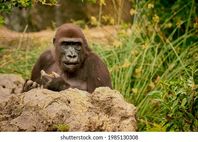 The Sad Look Of The Ape