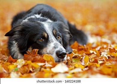 Sad look from a border collie taken in autumn.