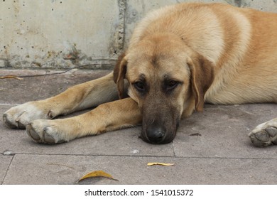 Sad Look Tired Dog Stock Photo 1541015372 | Shutterstock