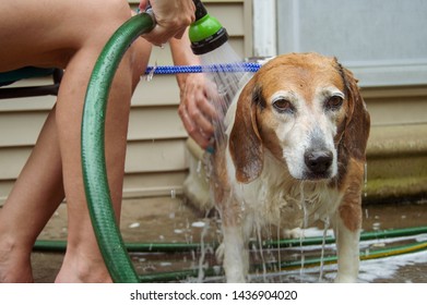 Sad looking beagle dog getting a bath outside