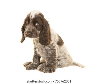 Sad looking cocker spaniel puppy dog sitting isolated on a white background