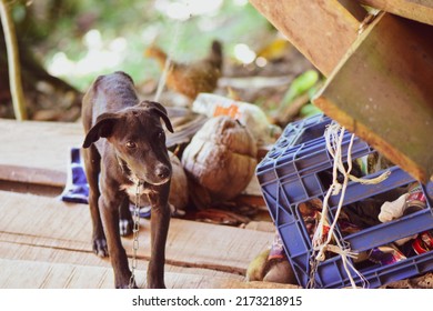 Sad Looking Dog Chained Up Near Some Random Items