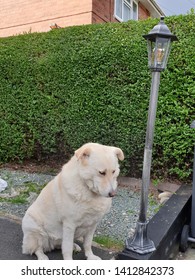 A Sad Looking Dog Near A Lamppost. 