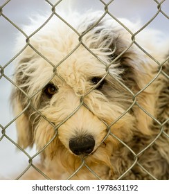 A Sad Looking Dog Is Looking Through The Fence At An Animal Shelter