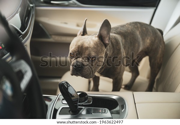 Sad looking dog trapped in hot car in
parking lot - don‘t leave animals alone in hot
cars