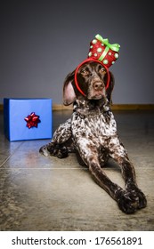 A Sad Looking Dog Wearing A Funny Party Hat