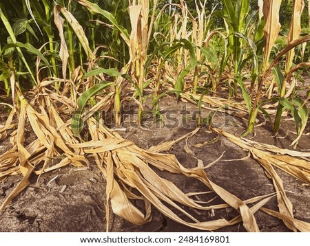 Sad looking dry and damaged corn crop plants in an agricultural field. The plants have fallen to the ground and are dead due to extreme weather.