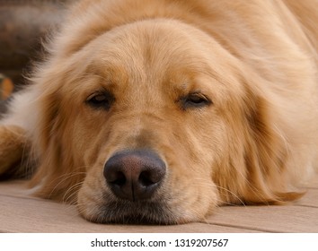 Sad Looking Golden Retriever Resting Head On Deck