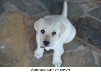 Sad Looking Labrador Puppy Seated On Slate Pavers Looking Up At Camera View From Above.