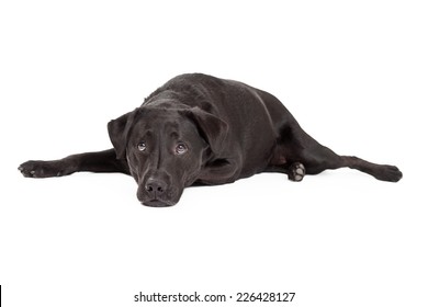 Labrador Laying Down Images Stock Photos Vectors Shutterstock