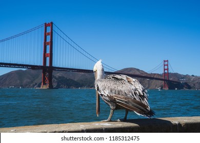 Sad Looking Pelican About To Jump Into The Ocean Near The Golden Gate Bridge In San Francisco Near The Fisherman's Wharf Tourist Attraction On A Sunny Clear Day With No Karl The Fog Around