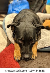 Sad Looking For Staffy Kelpie Cross Lying In Bed