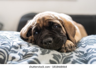 are mastiff puppies lazy