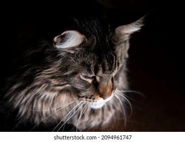 Sad Mature Cat Maine Coon On Black Background. Depressed Kitty Feline Animal Looking Down.