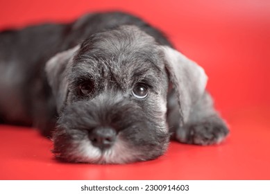 sad miniature schnauzer puppy lying on a red studio background and looking up