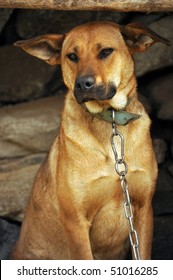 Sad Mixed Dog On A Leash