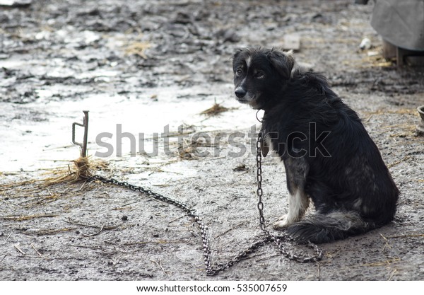 鎖の上に悲しい雑種犬 毛むくじゃらの犬は家を守る の写真素材 今すぐ編集