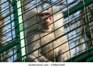 Sad Monkey In Cage - Macaque Monkey Held Captive
