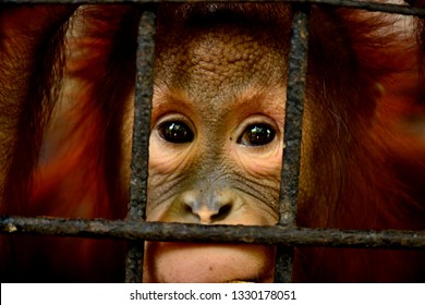 Sad Monkey Face Stock Photo 1330178051 | Shutterstock