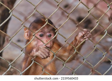 A Sad Monkey Is Holding Onto A Net In A Zoo Cage. Animal Abuse. Freedom For Wild Animals