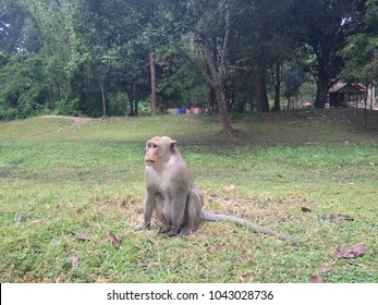 Sad monkey sitting on the ground