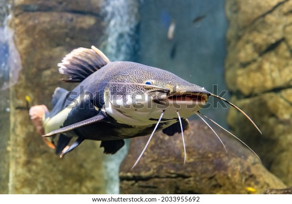 Sad multicolored\
fish in the aquarium. Animals in captivity. The redtail catfish,\
Phractocephalus hemioliopterus, is a pimelodid (long-whiskered)\
catfish. The close-up.