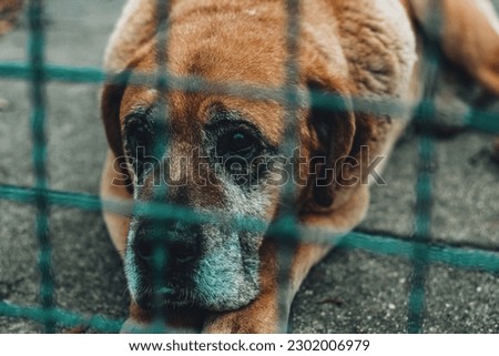 Sad old brown dog behind bars.