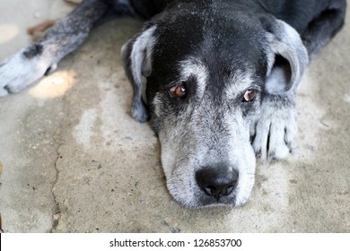 Sad Old Dog