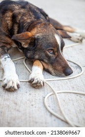 Sad Old Dog On The Floor. Animal Abuse Concept