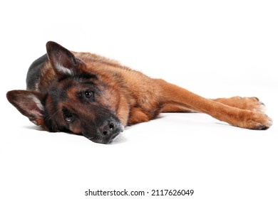 Sad Old German Shepherd Dog Lying Down Isolated On White Background