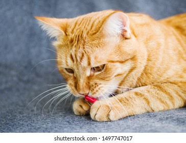 Sad Orange Cat And Red Pills Closeup