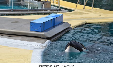 Sad Orca Grampus In A Pool