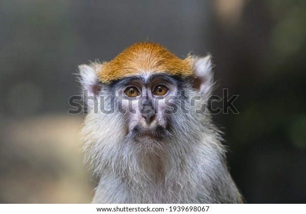Sad patas monkey close up portrait.\
Frightened hussar monkey (Erythrocebus patas) with black moustache\
wearing melancholic\
expression.