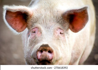 Sad Pig Face Closeup