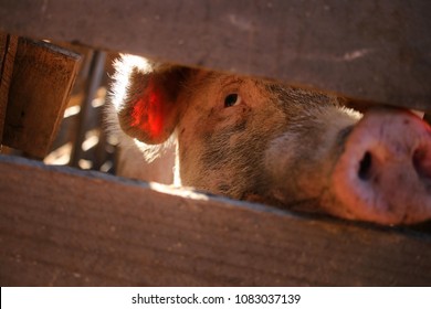 Sad Pig Locked In His Corral.