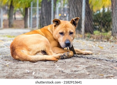 A Sad Pit Bull Dog On A Chain Lies In The Farm Yard